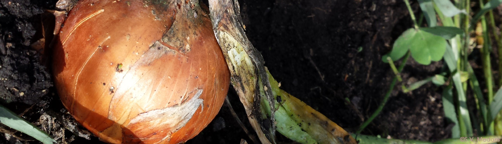 closeup of copra onion