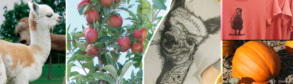 photos of alpacas, apples, block-printed tee, pumpkins