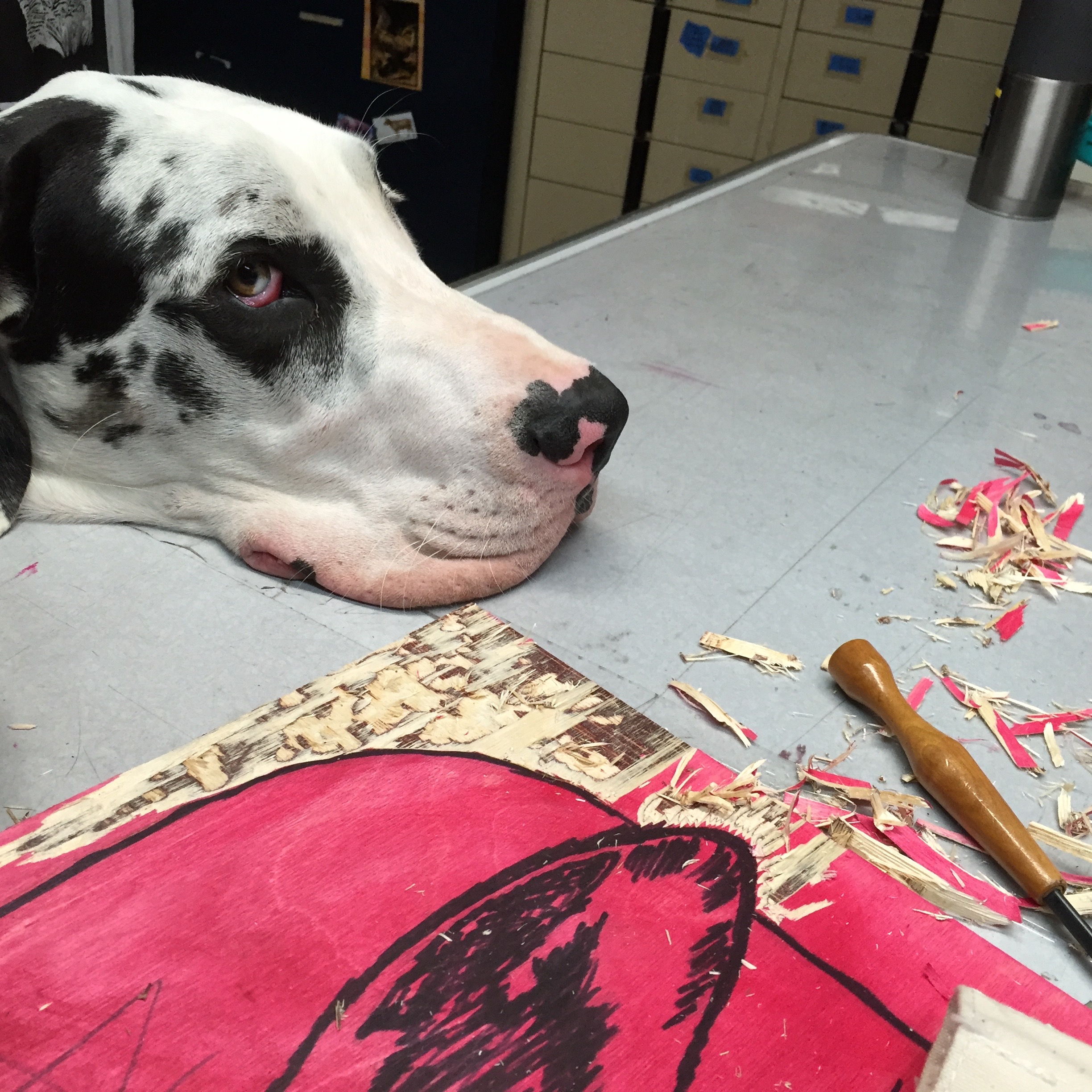 Harlequin Great Dane rests his head on table near a woodblock in progress