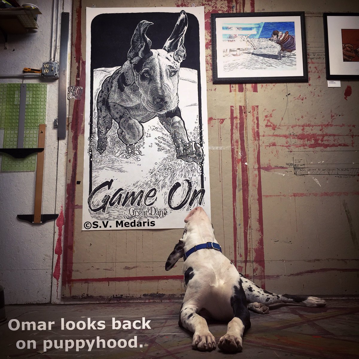 Omar looks back on puppyhood features great dane looking back at a 6ft woodcut print of himself