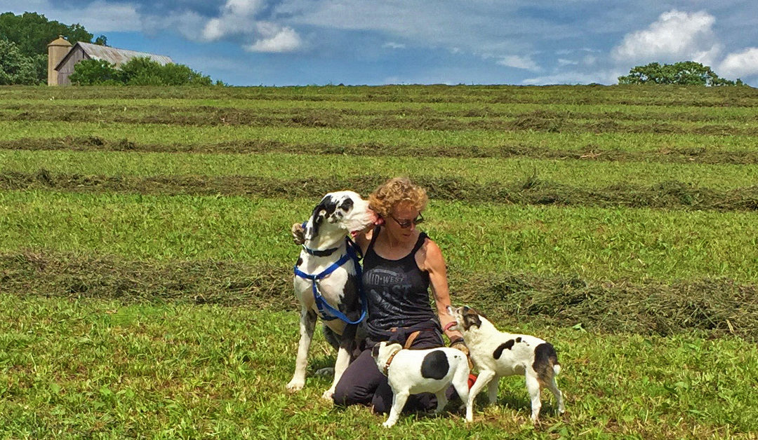 woman in shades with 3 dogs (one big Harlequin Great Dane and 2 little white/black Jackrats) gather together in cut hay field under blue sky with clouds